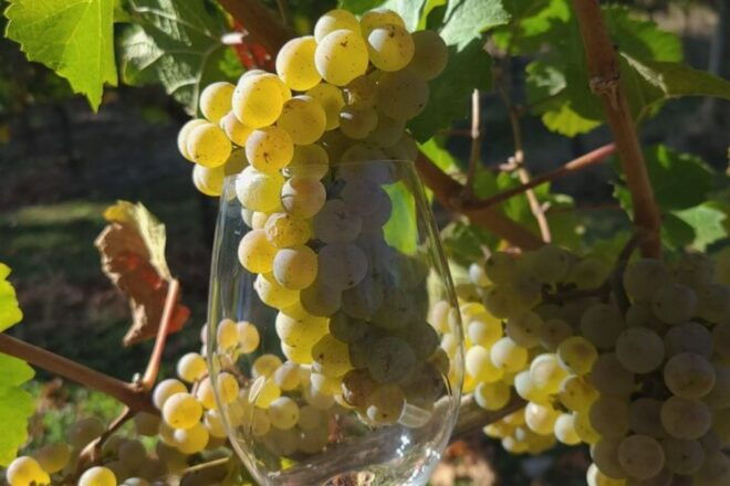 From Portland: Willamette Valley Full-Day Wine Tour - Full Description