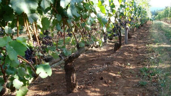 From Portland: Willamette Valley Full-Day Wine Tour - The Sum Up
