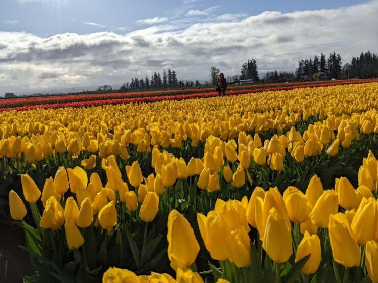 From Portland: Wooden Shoe Tulip Farm Festival Entry Ticket - Festival Overview