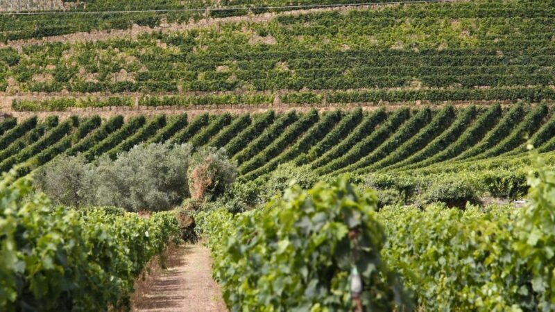 From Porto: 2 Wine Regions, Farm Lunch, and Boat Ride - Who Will Enjoy This Tour?