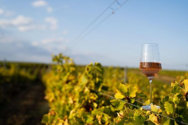 From Porto: Douro Tour Pinhão/Régua Full Day All Included - Frequently Asked Questions