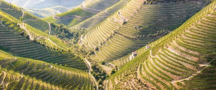 From Porto: Douro Valley W/ Boat Tour, Wine Tasting & Lunch - Itinerary Highlights