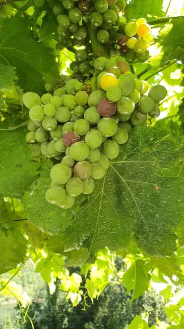 From Porto: Douro Valley Wine Tasting Tour With Hotel Pickup - Good To Know