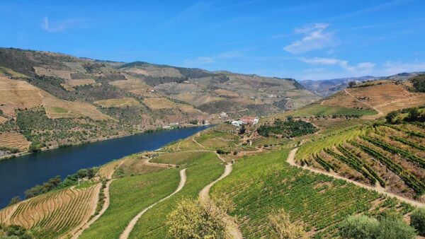 From Porto: Douro Valley Wine Tasting Tour With Hotel Pickup - Services Availability