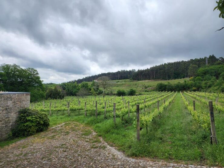 From Porto: Full-day Tour in Guimarães and Fafe - Itinerary Highlights