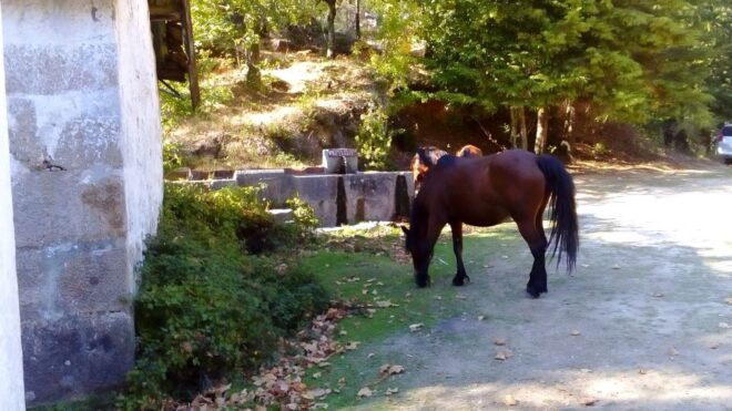 From Porto: Gerês Full Day Tour - Requirements