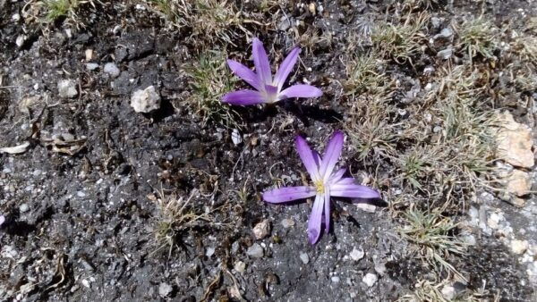 From Porto: Gerês Full Day Tour - The Sum Up