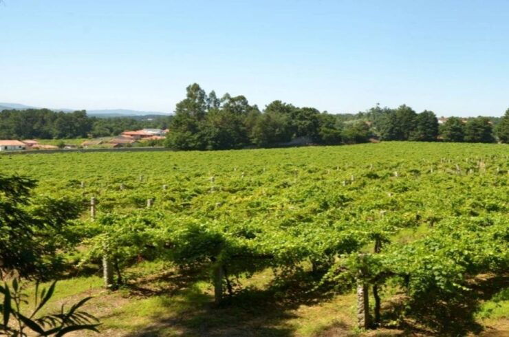 From Porto: Monção Wineries Tour With Wine Tastings - Tour Details