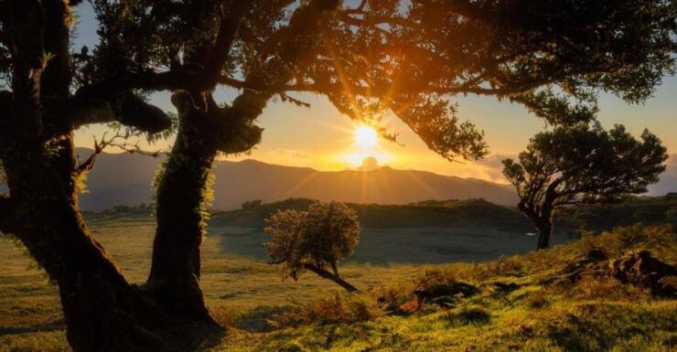 From Porto Moniz: Fanal 4x4 Tour - Tour Details