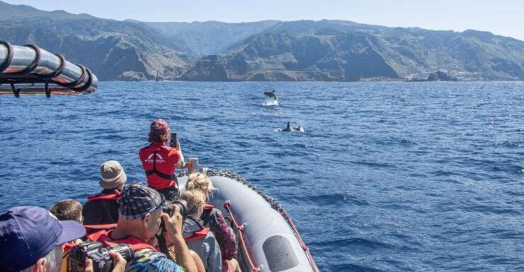 From Porto Moniz: Whale and Dolphin Watching Tour in Madeira - Tour Experience