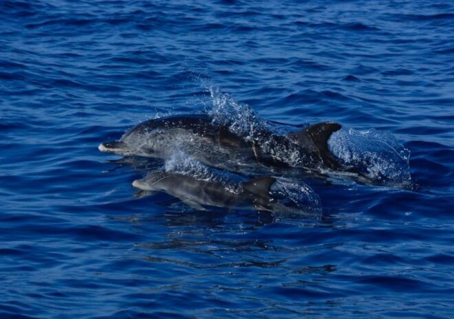 From Porto Moniz: Whale and Dolphin Watching Tour in Madeira - Inclusions