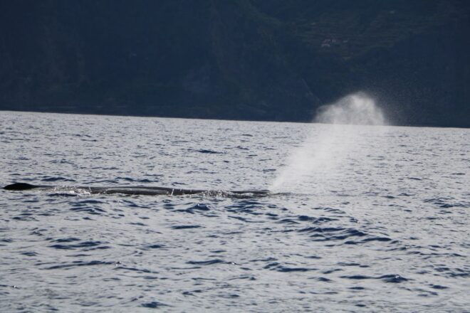 From Porto Moniz: Whale and Dolphin Watching Tour in Madeira - Restrictions