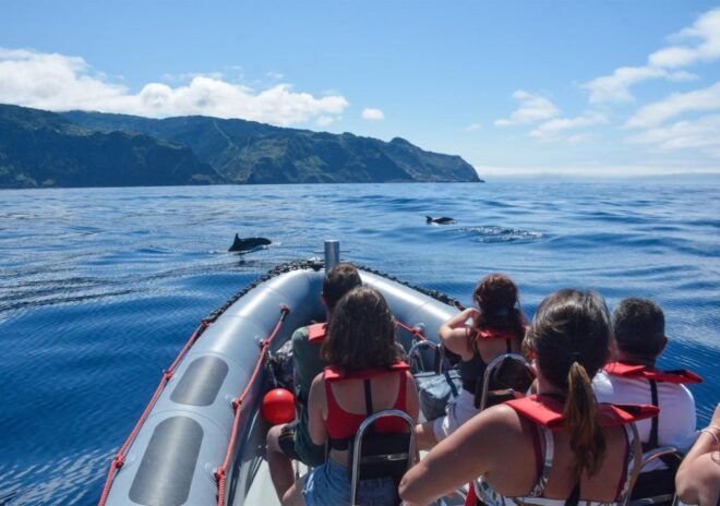 From Porto Moniz: Whale and Dolphin Watching Tour in Madeira - The Sum Up