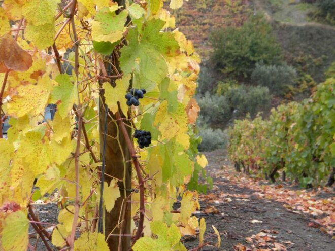 From Porto: Private Douro Valley Tour With Booking Service - Other Details