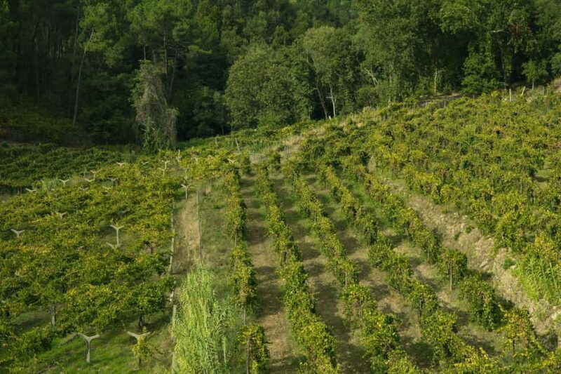 From Porto: Private Vinho Verde wine tour with tasting, lunch, and palace visit. - Good To Know