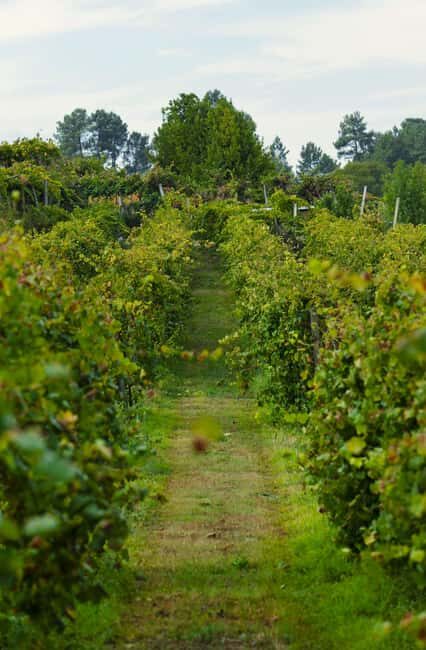 From Porto: Private Vinho Verde wine tour with tasting, lunch, and palace visit. - Discovering Portugal’s Vinho Verde Region