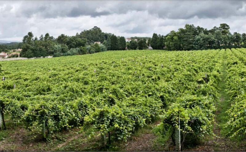 From Porto: Private Vinho Verde wine tour with tasting, lunch, and palace visit. - FAQ