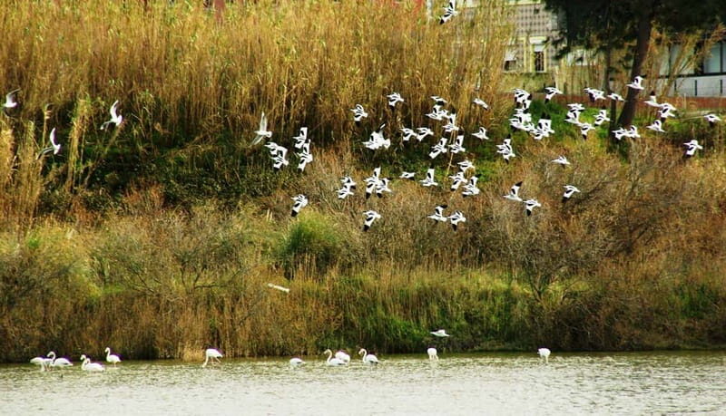 From Porto to Aveiro: Cruise, Aves, Salinas, Costa Nova, and Vista Alegre - A Closer Look at the Itinerary and Experiences