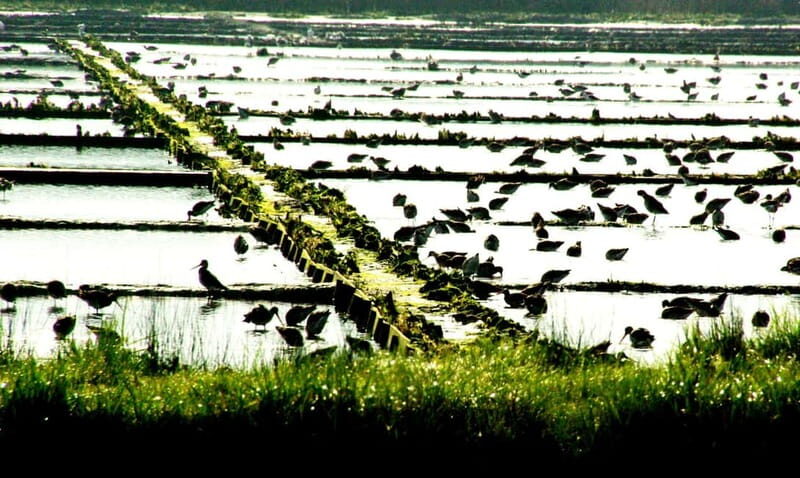 From Porto to Aveiro: Cruise, Aves, Salinas, Costa Nova, and Vista Alegre - Who Is This Tour Best For?