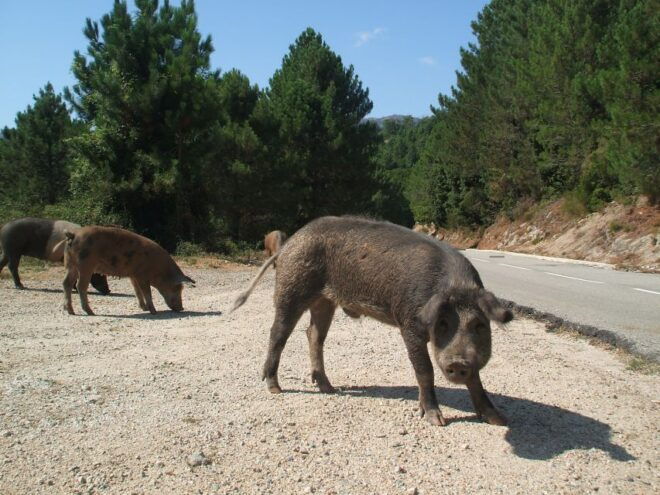 From Porto Vecchio: Corsica Mountain Tour - Tour Description
