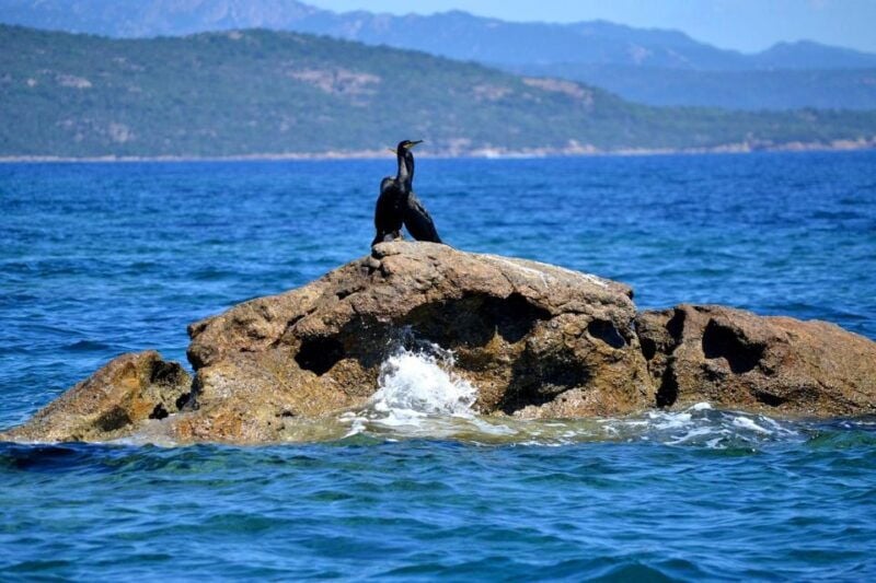 From Porto-Vecchio: Lavezzi Archipelago Sightseeing Cruise - Good To Know