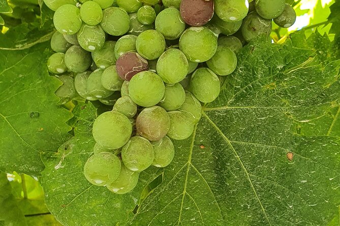 From Porto Visit the Winery in the Douro Valley With Pickup at the Hotel - Frequently Asked Questions