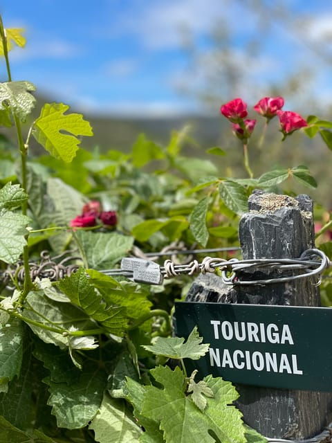 From Porto:Douro Valley Private Tour With Wine,Lunch, Cruise - Itinerary Highlights