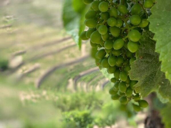 From Porto:Douro Valley Private Tour With Wine,Lunch, Cruise - Guided Tours and Tastings