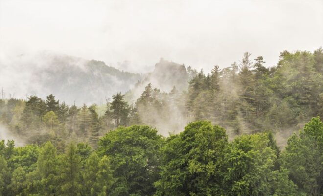 From Prague: Bohemian and Saxon Switzerland Day Trip - Kamenice Gorge: Experience the Purity of Nature