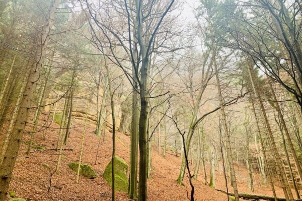 From Prague: Bohemian and Saxon Switzerland Full-Day Tour - Hiking Trails and Recommended Attire