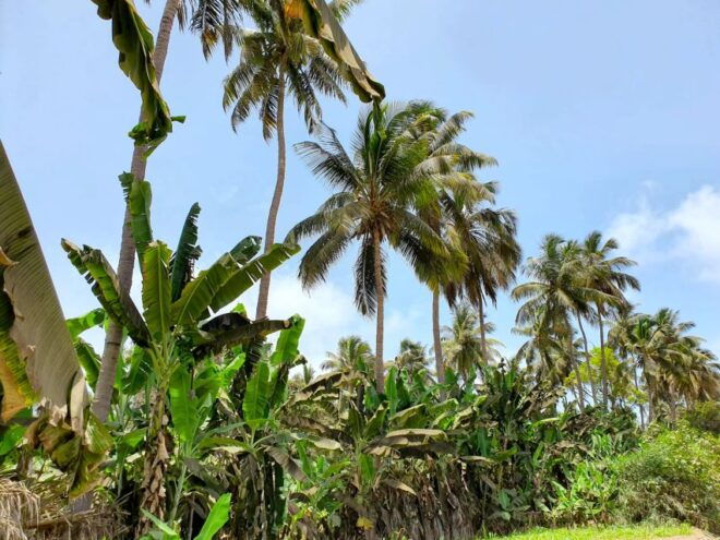 From Praia: Banana Plantation Tour and Cuscuz Workshop - Language Options and Inclusions