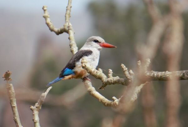 From Praia: Santiago Island Highlights Tour - Directions