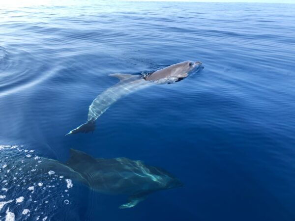 From Propriano: Gulf of Valinco Jetski Tour - Wildlife and Flora Encounter