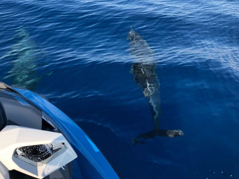 From Propriano, Jetski Tour Cala D'aguillia - 2 Hours - Good To Know