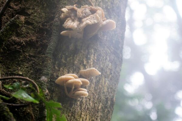 From Pu Luong : One Day Trekking 18KM Guide Tour With Lunch - Booking Information