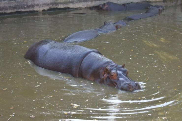 From Puebla: 5-Hour Africam Safari Private Tour - Tour Duration and Cancellation Policy