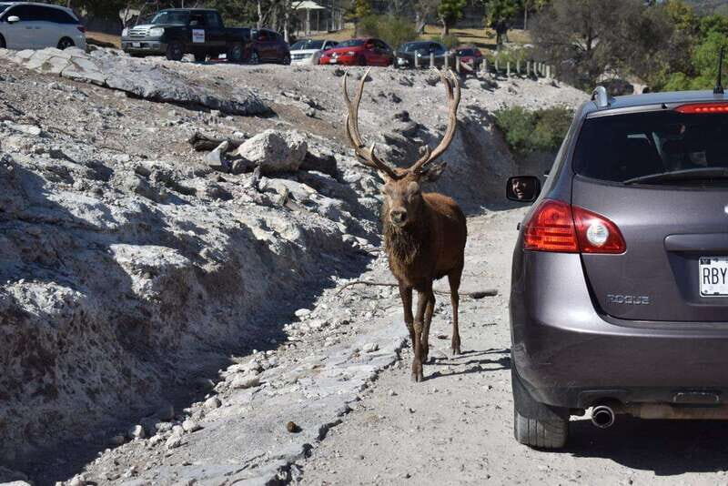 From Puebla: Africam Safari Private Tour all included - Good To Know