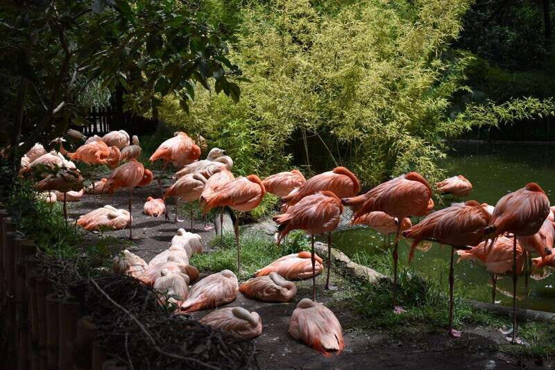 From Puebla: Africam Safari Private Tour all included - Authentic Insights from Reviews