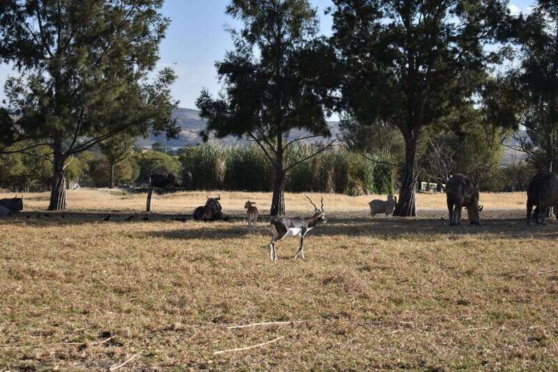 From Puebla: Africam Safari Private Tour all included - Why This Tour Offers Great Value