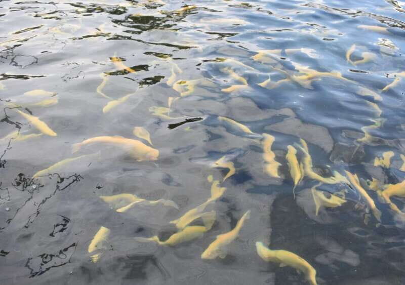 From Puebla: Atlixco & Atlimeyaya Private Tour all included - Who Will Love This Tour?