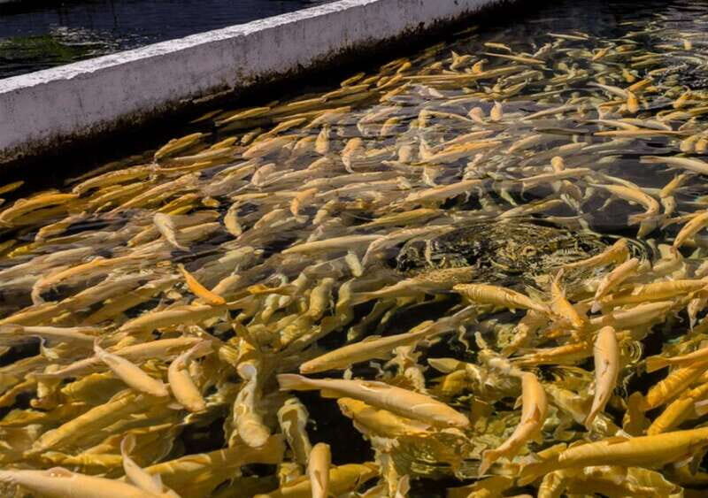 From Puebla: Cholula and Atlixco Private Tour all included - The Experience: What to Expect