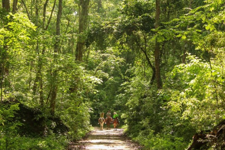 From Puerta Vallarta: Jungle Horseback Riding Tour - Activity Details