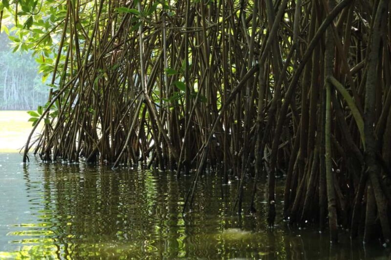 From Puerto Escondido: Day Trip to Chacahua National Park - FAQ