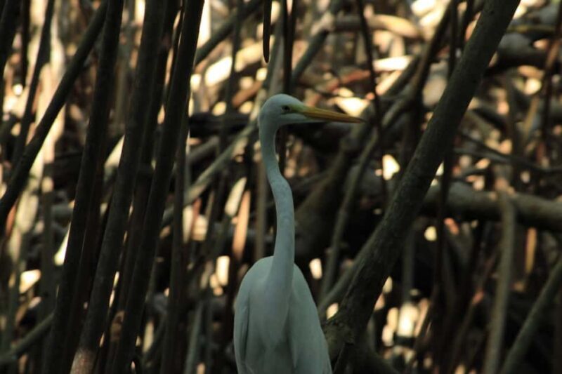 From Puerto Escondido: Day Trip to Chacahua National Park - Final Thoughts