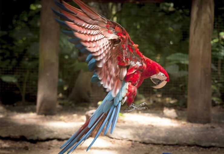 From Puerto Iguazú: Brazilian Bird Park Tour With Tickets - Tour Information and Logistics