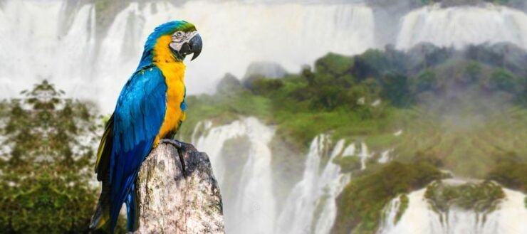 From Puerto Iguazu: Half-Day Brazilian Falls Excursion - Good To Know