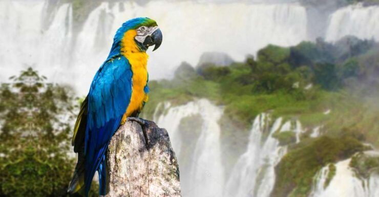 From Puerto Iguazu: Half-Day Brazilian Falls Excursion - Hotel Pickup and Activity Preparation