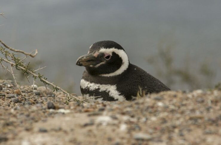 From Puerto Madryn: Penguin Tour & Península Valdés Day Trip - Tour Highlights & Itinerary