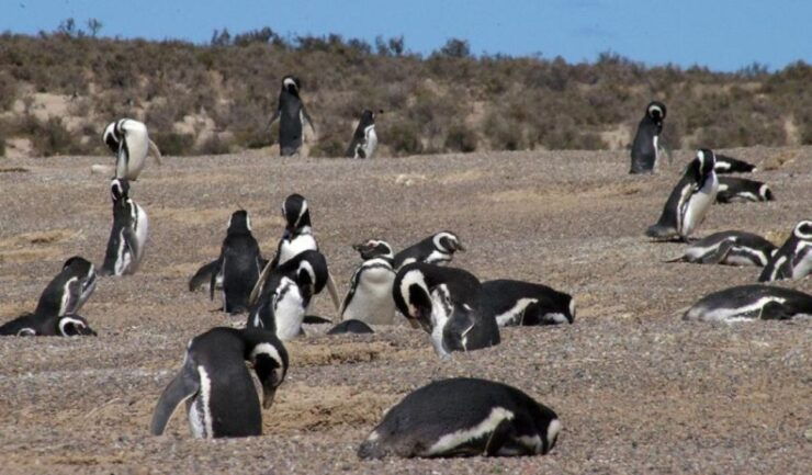 From Puerto Madryn: Penguin Tour & Península Valdés Day Trip - Booking & Payment Details