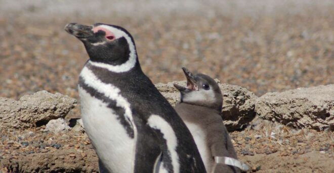 From Puerto Madryn: Penguin Tour & Península Valdés Day Trip - Customer Reviews & Recommendations